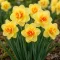 Narcissus 'Tahiti'- Teltvirágú nárcisz Tahiti 5db/csomag