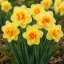 Narcissus 'Tahiti'- Teltvirágú nárcisz Tahiti 5db/csomag