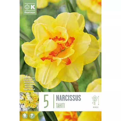 Narcissus 'Tahiti'- Teltvirágú nárcisz Tahiti 5db/csomag