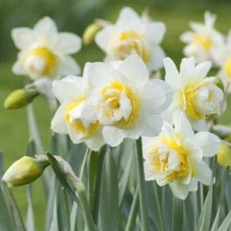 Narcissus 'White Lion' - Teltvirágú nárcisz 'White Lion' 5db/csomag