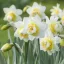 Narcissus 'White Lion' - Teltvirágú nárcisz 'White Lion' 5db/csomag