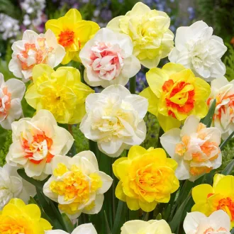 Narcissus 'Double Mixed' - Teltvirágú nárcisz színkeverék 5db/csomag