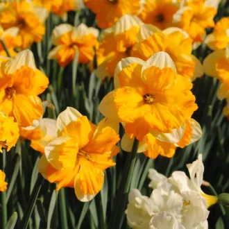 Narcissus Orangery -Nárcisz Orangery 5 db/csomag