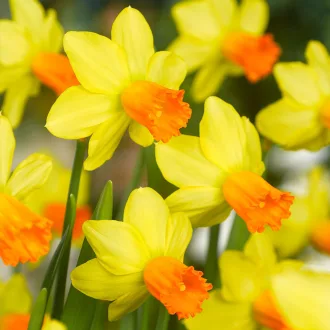 Narcissus 'Jetfire' - Botanikai nárcisz 'Jetfire' 10db/csomag