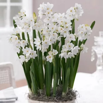 Narcissus 'Paperwhite Ziva' - Beltéri többvirágú – Ziva 4db/csomag – Nárcisz