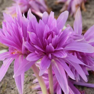 Colchicum ‘Waterlily’ - Telt virágú őszi kikerics Waterlily1 db/csomag – Egyéb őszi virághagymák
