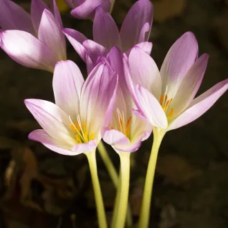   Colchicum 'The Giant' - Óriás őszi kikerics  The Giant 1 db/csomag (Virághagyma)