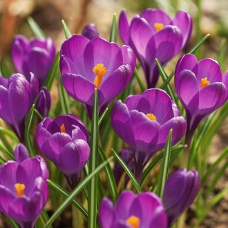 Crocus ‘Flower Record’ – Nagyvirágú, lila tavaszhírnök - 10 db/csomag – Krókusz