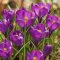 Crocus ‘Flower Record’ – Nagyvirágú, lila tavaszhírnök - 10 db/csomag – Krókusz