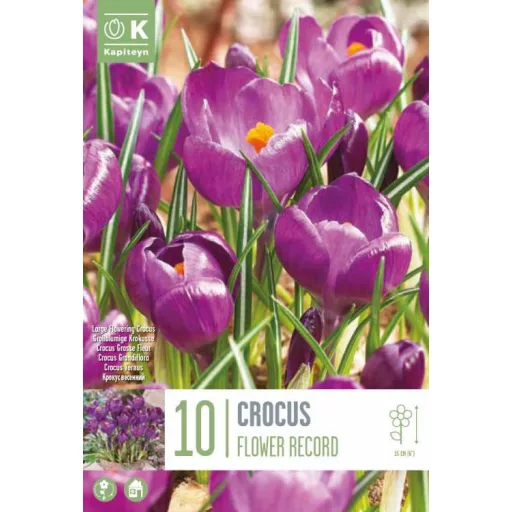 Crocus ‘Flower Record’ – Nagyvirágú, lila tavaszhírnök - 10 db/csomag – Krókusz