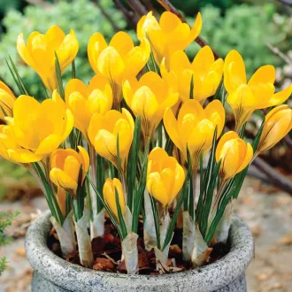 Crocus 'Yellow Mammoth' - Krókusz Mammoth 10db/csomag