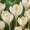 Crocus ‘Jeanne d’Arc’ – Nagyvirágú, hófehér elegancia - 10 db/csomag – Krókusz