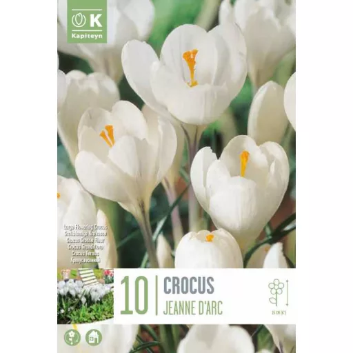 Crocus ‘Jeanne d’Arc’ – Nagyvirágú, hófehér elegancia - 10 db/csomag – Krókusz