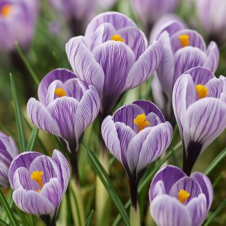 Crocus ‘Pickwick’ – Csíkozott óriás krókusz 10 db/csomag