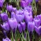 Crocus 'Grand Maitre' - Krókusz 10db/csomag (Virághagyma)