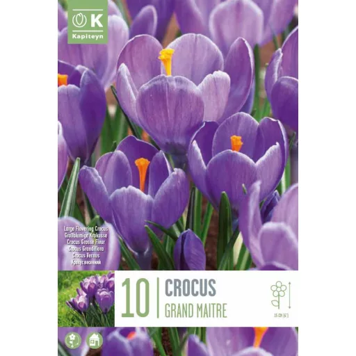 Crocus 'Grand Maitre' - Krókusz 10db/csomag (Virághagyma)