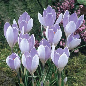  Crocus 'Vanguard' - Krókusz 10db/csomag (Virághagyma)