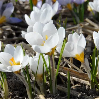   Crocus 'Ard Schenk' - Krókusz 15db/csomag (Virághagyma)