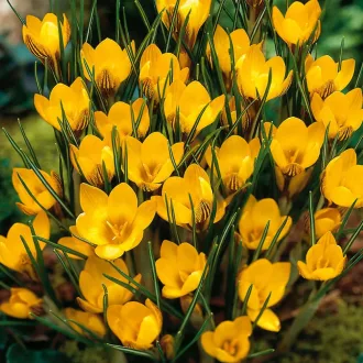  Crocus 'Fuscotinctus' - Krókusz 15db/csomag (Virághagyma)