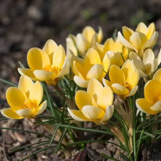   Crocus 'Romance' - Krókusz 15db/csomag (Virághagyma)