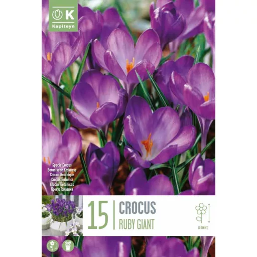 Crocus 'Ruby Giant - Krókusz Ruby Giant 15db/csomag