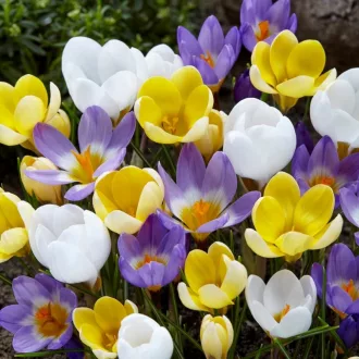 Crocus 'Species Mixed' - Botanikai krókusz színkeverék 15db/csomag