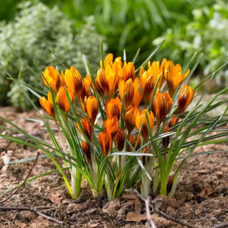 Crocus Orange Monarch - Krókusz 10db/csomag (Virághagyma)