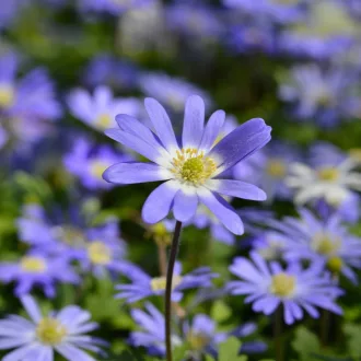 Anemone blanda - Szellőrózsa 20db/csomag (Virághagyma)
