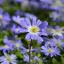 Anemone blanda - Szellőrózsa 20db/csomag (Virághagyma)