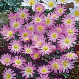   Anemone Charmer - Szellőrózsa Charmer 10db/csomag (Virághagyma)