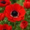 Anemone coronaria ‘Hollandia’ - Koronás szellőrózsa – 10 db/csomag