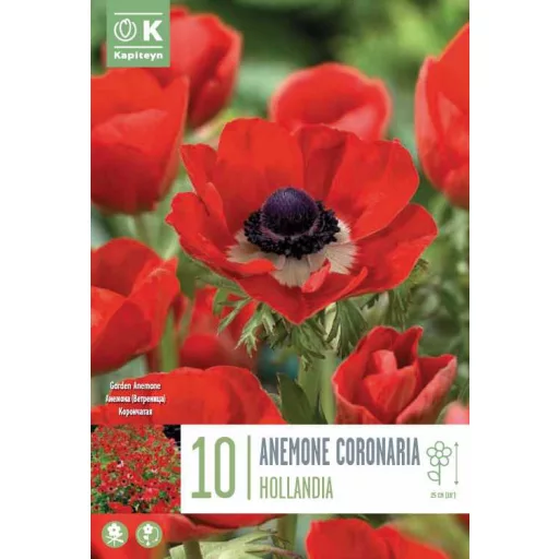 Anemone coronaria ‘Hollandia’ - Koronás szellőrózsa – 10 db/csomag