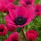 Anemone coronaria ‘Sylphide’ - Koronás szellőrózsa – 10 db/csomag