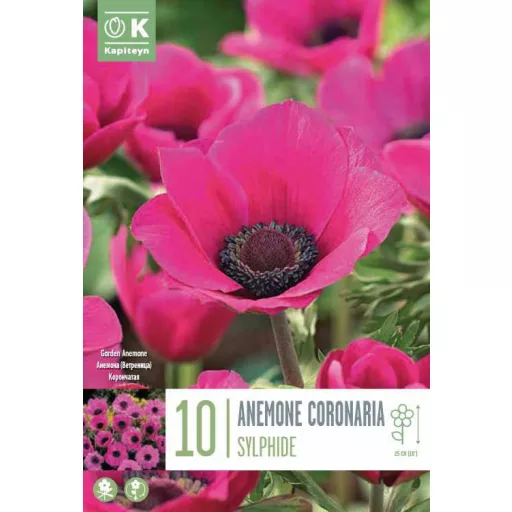 Anemone coronaria ‘Sylphide’ - Koronás szellőrózsa – 10 db/csomag
