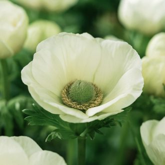 Anemone The Bridge - Koronás szellőrózsa The Bride 10 db/csomag