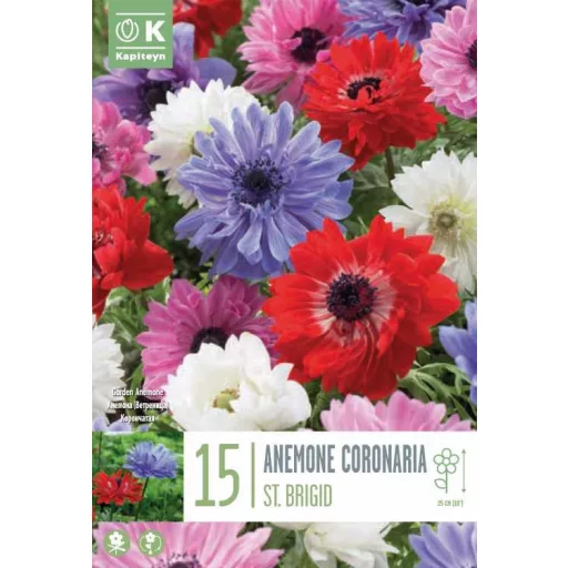 Anemone coronaria ‘St. Brigid Mixed Colours’ - Telt – 15 db/csomag