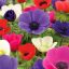 Anemone coronaria ‘De Caen Mixed Colours - Anemone De – 15 db/csomag