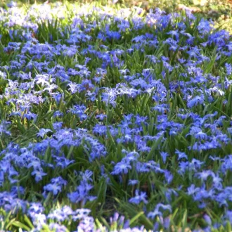 Chionodoxa ‘Luciliae’ -Hófény luciliae 20 db/csomag – Egyéb őszi virághagymák