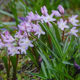 Chionodoxa ‘Pink Giant’ – Rózsaszín csillagvirág 15 db/csomag – Egyéb őszi virághagymák