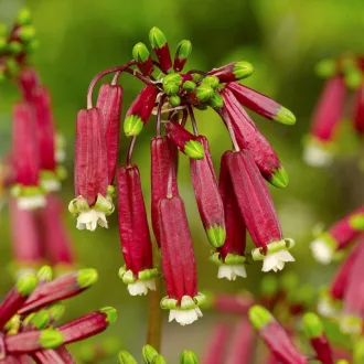 Dichelostemma ida-maia – Kaliforniai díszhagyma 12 db/csomag – Egyéb őszi virághagymák