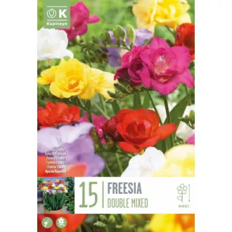   Frézia Teltvirágú Színkeverék -15 db/csomag(Freesia Double Mixed Colours)