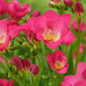   Frézia Teltvirágú Rózsaszín - 10 db/csomag (Freesia Double Pink)