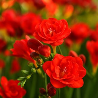 Freesia Double Red - Frézia Teltvirágú Piros -10 db/csomag