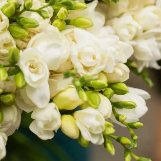 Freesia Double White - Frézia Teltvirágú Fehér -10 db/csomag