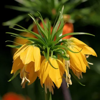 Fritillaria imperialis ‘Lutea’ - Császárkorona Sárga ‘ – 1 db/csomag