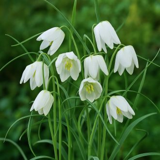 Fritillaria meleagris ‘Alba’- Kockásliliom Fehér 10 db/csomag