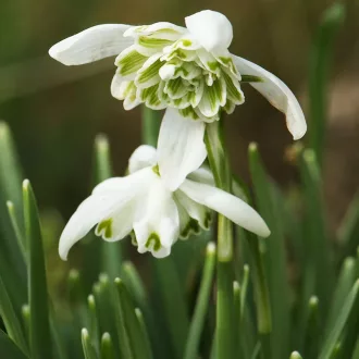 Galanthus 'Flore Pleno' - Teltvirágú hóvirág 7db/csomag – Hóvirág, tőzike