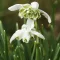 Galanthus 'Flore Pleno' - Teltvirágú hóvirág 7db/csomag – Hóvirág, tőzike