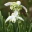 Galanthus 'Flore Pleno' - Teltvirágú hóvirág 7db/csomag – Hóvirág, tőzike