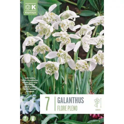 Galanthus 'Flore Pleno' - Teltvirágú hóvirág 7db/csomag – Hóvirág, tőzike